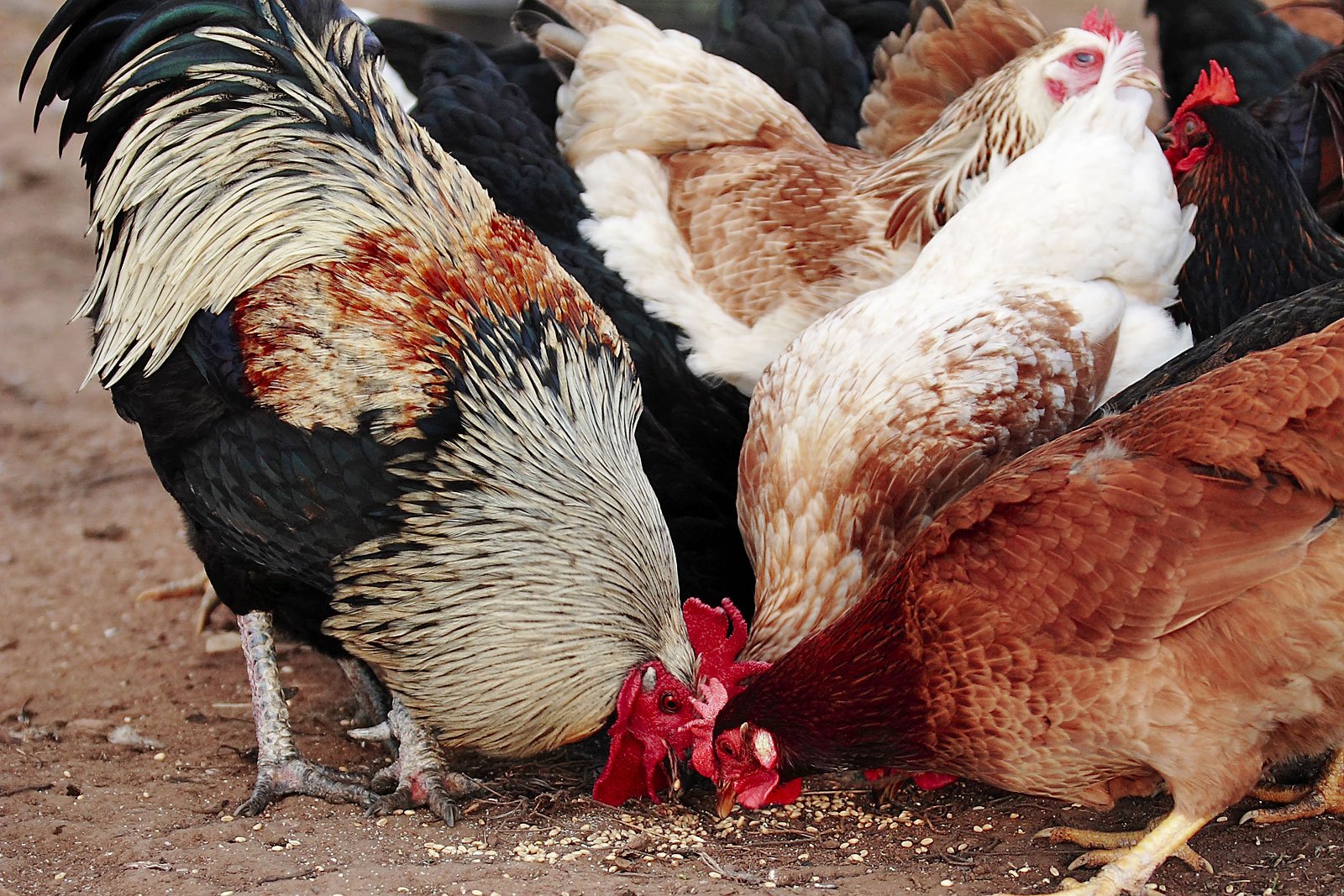 how much feed does a broiler chicken eat in 40 days
